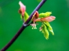 Vine maple blossom, Ecoyards, Seattle