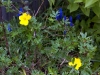 Potentilla and grape hyacinth, Ecoyards, Seattle