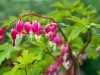 Bleeding Hearts, Ecoyards, Seattle