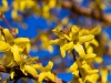 Forsythia - Seattle, Ecoyards.