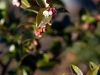 Evergreen huckleberry, native plant - Seattle, Ecoyards.