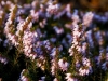 Heather - Seattle, Ecoyards.