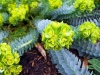 Donkey tail euphorbia - Seattle, Ecoyards.