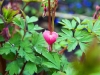 Bleeding heart - Seattle, Ecoyards.