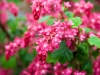 Red flowing currant - Seattle, Ecoyards.