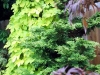 Golden hop vine, Hinoki cypress and Japanese maple, West Seattle, Ecoyards.