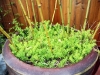 Golden bamboo and sedum Angelina, West Seattle, Ecoyards.