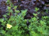 Potentilla and ninebark, West Seattle, Ecoyards.