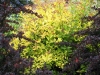 Golden spiraea and barberry, West Seattle, Ecoyards.