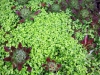 Corsican mint and hens and chicks, West Seattle, Ecoyards.