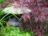 Japanese maple and sedum, West Seattle, Ecoyards.