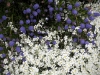 California lilac and snow in summer, West Seattle, Ecoyards.