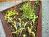 Raised garden bed - West Seattle, Ecoyards.