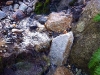 Low-maintenance water feature - West Seattle, Ecoyards