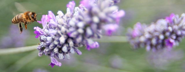 Honey bee in lavender