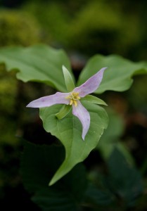 trillium ovatum seattle