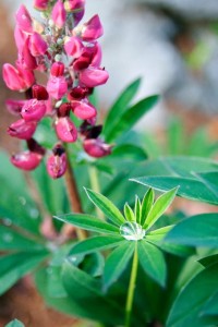 Water drop on lupine