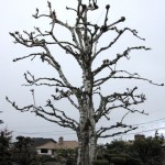 tree_1