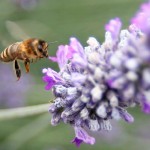 Honey bee in lavender