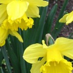 daffodils