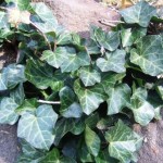 english_ivy_leaves_on_rock_smallashx1