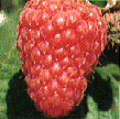 raspberry1