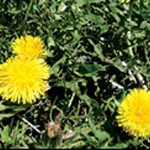 ipm1007dandelion02