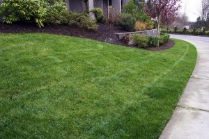 Ecoyards lawn care property