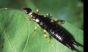 earwig11