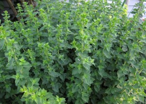 oregano