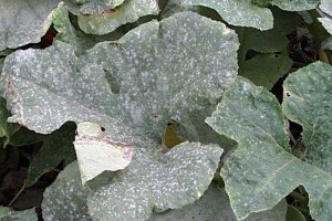 powdery mildew