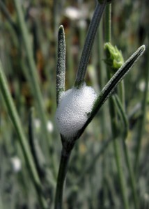 Spittlebug leaves generally harmless white foam on plants