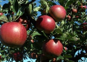 apple_tree