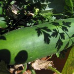 'sweet success' cucumber ready to be picked
