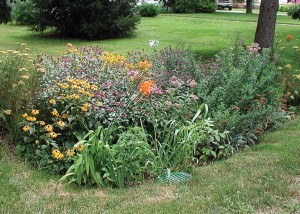 raingarden3