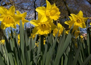 daffodil