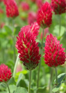 crimson clover