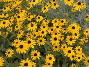 rudbeckia