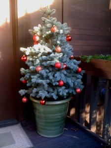 Living Christmas tree installed and decorated for a Mercer Island Ecoyards client