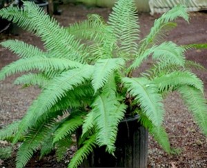 sword-fern-seattle