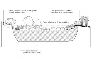 Seattle Rain Garden, RainWise Program, Ecoyards