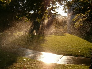 sprinkler over-sprat seattle