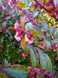 Evergreen Huckleberry, West Seattle, Ecoyards, Vaccinium Ovatum, Landscaping