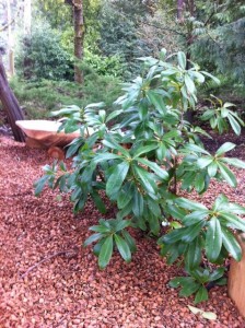 Rhododendron, Mercer Island