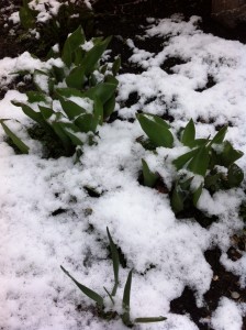 tulips, seattle, snow, ecoyards, landscape maintenance