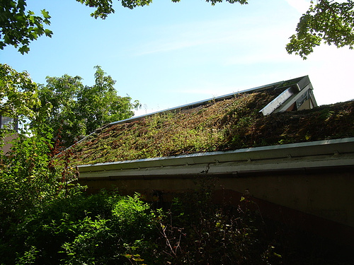 green roofs seattle green roofs seattle