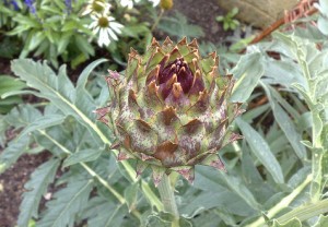 Cardoon. Photo by knackeredhack via Creative Commons license.