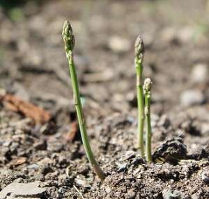 Growing asparagus. Photo by Willow Gardeners via Creative Commons License.