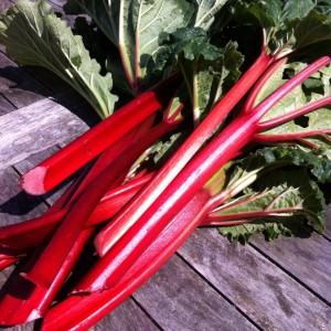 Rhubarb. Photo by Ecoyards.