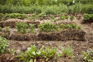 Straw bale garden. Photo by GradyJames via Creative Commons license.